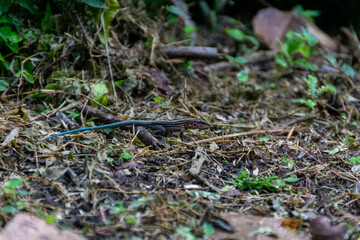 Lizards of Costa Rica
Beautiful skin tone.