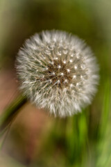 dandelion seed head