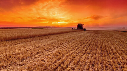Harvesting grain in the field. Bright, evening, summer landscape with a combine harvester at sunset. Selective focus.