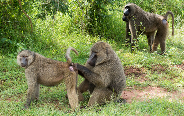Baboon monkey family in the Akagera National Park, Rwanda, Africa