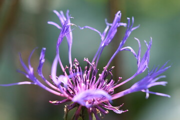 Flockenblume