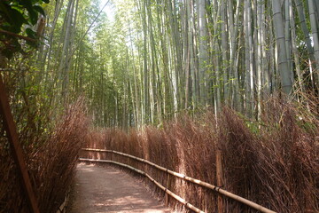 bamboo forest path with sunlight, Arashiyama, Japan