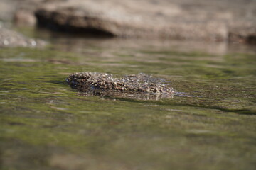 Green seawater background with stone above water that looks like an animal