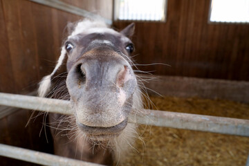 Ein niedlicher Esel blickt neugierig direkt in die Kamera