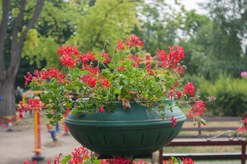 Small red flowers grow in a vase in the park