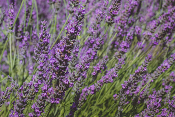lavender field provence france