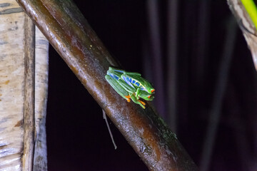 red-eyed treefrog in Costa Rica. Agalychnis callidryas