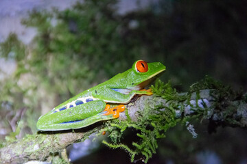 red-eyed treefrog in Costa Rica. Agalychnis callidryas