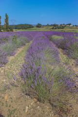 field of lavender