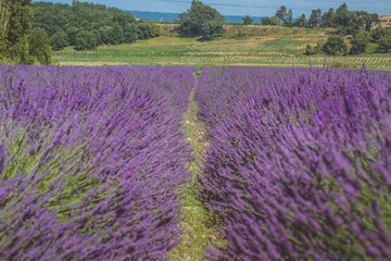 Plakat lavender field in provence