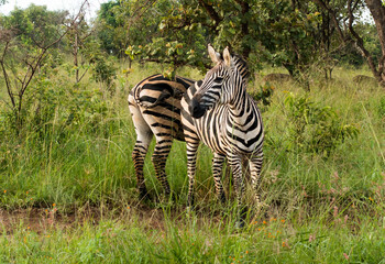 Fototapeta na wymiar Zebras in the Akagera National Park, Rwanda, Africa
