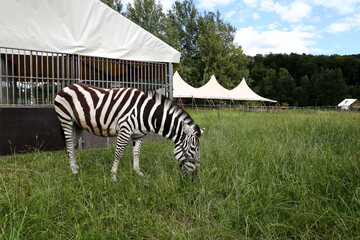 Fototapeta na wymiar Afrikanisches Zebra beim Abgrasen von frischen grünen Gras in einem Park für wilde Tiere