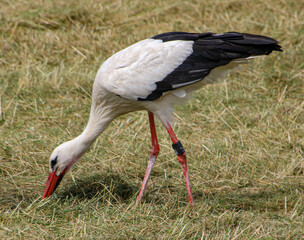 Storch