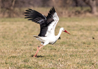 Storch