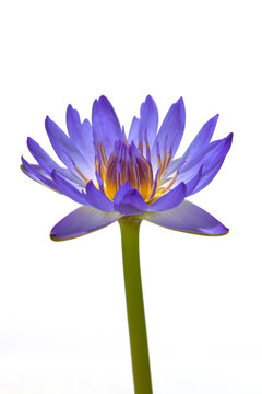 beautiful purple waterlily or lotus flower isolated on white