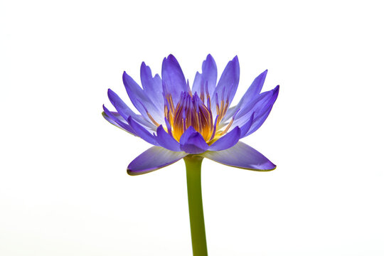 beautiful purple waterlily or lotus flower isolated on white
