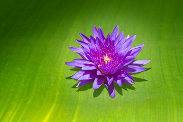 beautiful purple waterlily or lotus flower isolated on green background