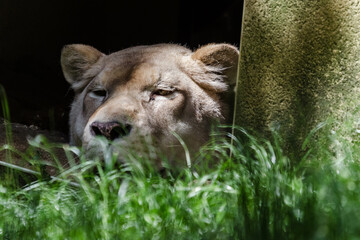 lion in zoo