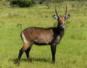 Obraz premium Waterbuck in the Akagera National Park, Rwanda, Africa