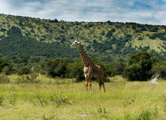 Giraffe in the Akagera National Park, Rwanda, Africa
