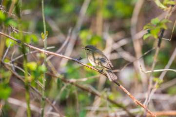 Ptak Pierwiosnek zwyczajny (Phylloscopus collybita) śpiewa na gałęzi w lesie, mały ptak, głośny śpiew, śpiew ptaków