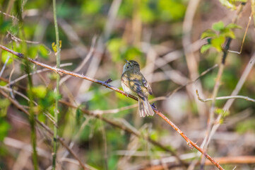Ptak Pierwiosnek zwyczajny (Phylloscopus collybita) śpiewa na gałęzi w lesie, mały ptak, głośny śpiew, śpiew ptaków
