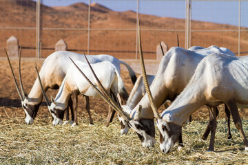 Herd of large antelopes with spectacular horns, Gemsbok, Oryx gazella, feeding.