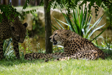 leopard