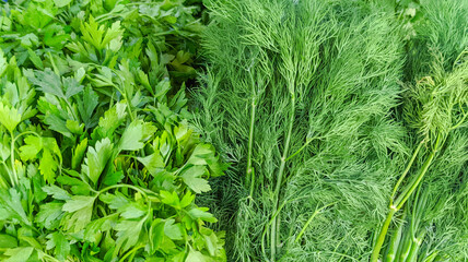 green grass background