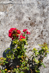 Eine Rose vor einer mit Moos bewachsenen Mauer
