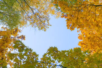 Looking through the treetops. Beautiful natural frame of foliage against the sky. Copy space. Yellow autumn leaves of a tree against the blue sky.