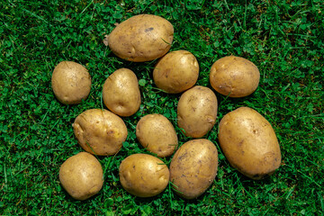 Top view: young potatoes of various sizes lie chaotically on green grass, illuminated by the rays of the sun.