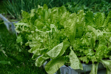 Green salad with large ripe leaves, grows in the garden bed, among other plants and herbs.