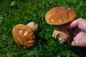 The man holds in his hand one large porcini mushroom, and the second lies on the green grass.