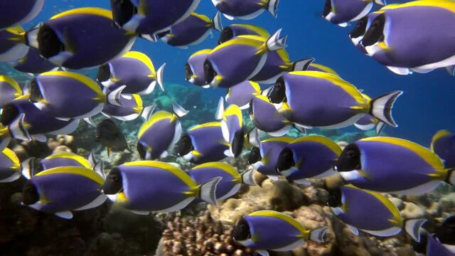 School of beautiful blue fish on background red corals underwater in sea of Maldives. Scuba diving in world of colorful beautiful wildlife of reefs. Inhabitants in search of food. Slow motion shot.