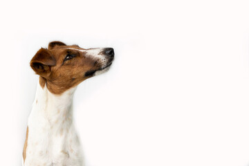 A small brown-and-white dog looks curiously to the right of the camera, standing on a white background