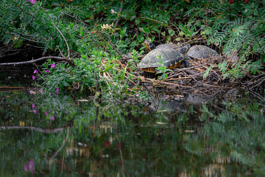Yellow-bellied slider turtle, 2 turtles are resting in the sun, dumped animals, Amsterdam north, Baanakkerspark, Netherlands