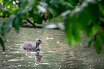 Coot chick, swims in the water between the water lilies looking for food, Stadspark, Amsterdam north, Baanakkerspark, Netherlands