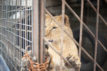 Lion cub in a cage.