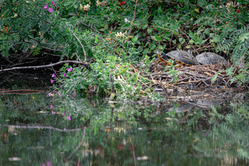 Yellow-bellied slider turtle, 2 turtles are resting in the sun, dumped animals, Amsterdam north, Baanakkerspark, Netherlands