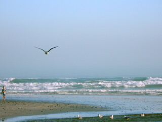 Seagulls above the surf