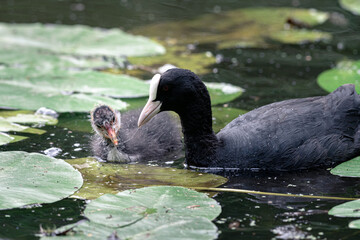 Coot mother teaches her young what to eat in the water, Stadspark, Amsterdam north, Baanakkerspark, Netherlands, nature photo