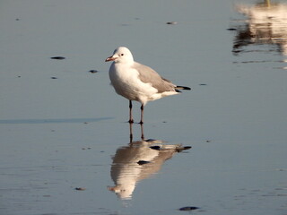 Seagull reflections