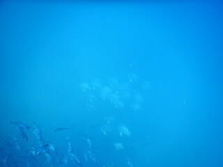 Fototapeta na wymiar underwater world background