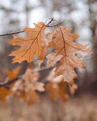 autumn maple leaves