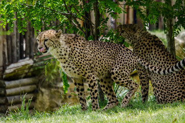 leopard