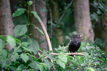 A blackbird sits on a branch in the park, Stadspark, Amsterdam north, Baanakkerspark, Netherlands, nature photo