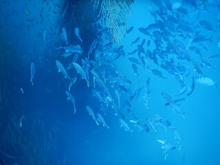 Fototapeta na wymiar underwater fish