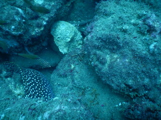 coral reef with fish