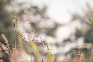 Sedge warbler on a reed stem among the tall grass, bird background, protected bird species, protected nature area, travel location, Dutch wildlife, beautiful little bird, volgermeerpolder Amsterdam